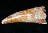 Thick Spinosaurus Tooth - Premax Tooth #12381-3